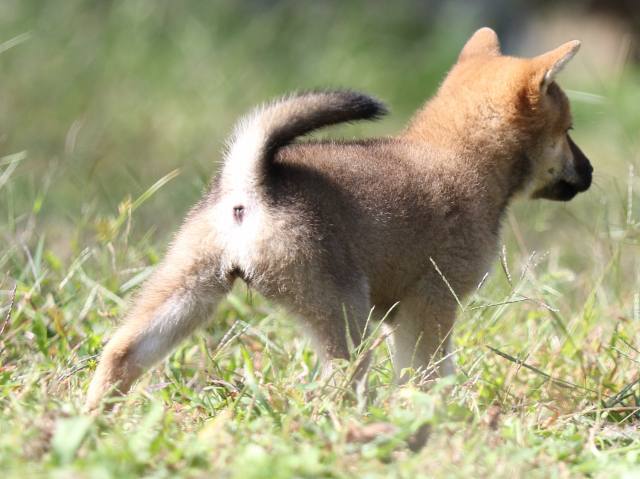 FP5A9246-puupy-shibainu FP5A9246-puupy-shibainu