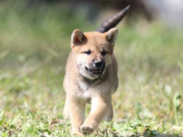 FP5A9250-puupy-shibainu FP5A9250-puupy-shibainu