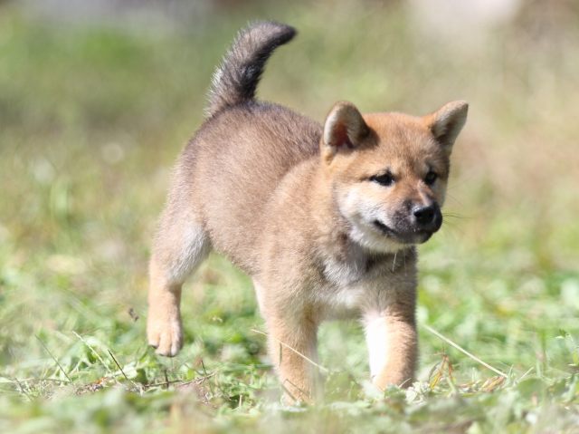 FP5A9255-puupy-shibainu FP5A9255-puupy-shibainu