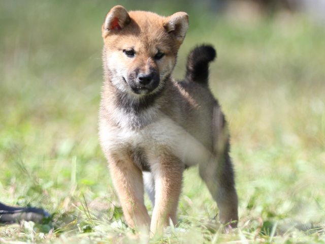 FP5A9269-puupy-shibainu FP5A9269-puupy-shibainu