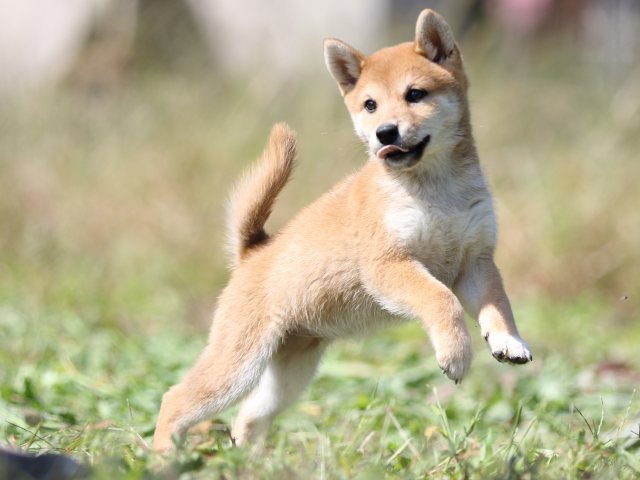 FP5A9302-puupy-shibainu FP5A9302-puupy-shibainu