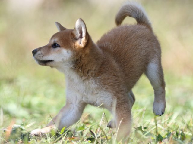 FP5A9310-puupy-shibainu FP5A9310-puupy-shibainu