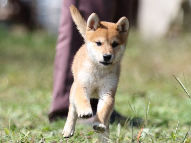 FP5A9337-puupy-shibainu FP5A9337-puupy-shibainu