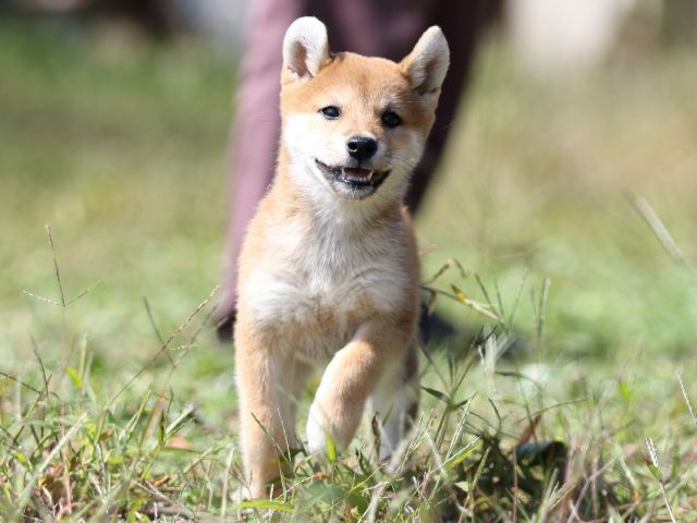 FP5A9339-puupy-shibainu FP5A9339-puupy-shibainu