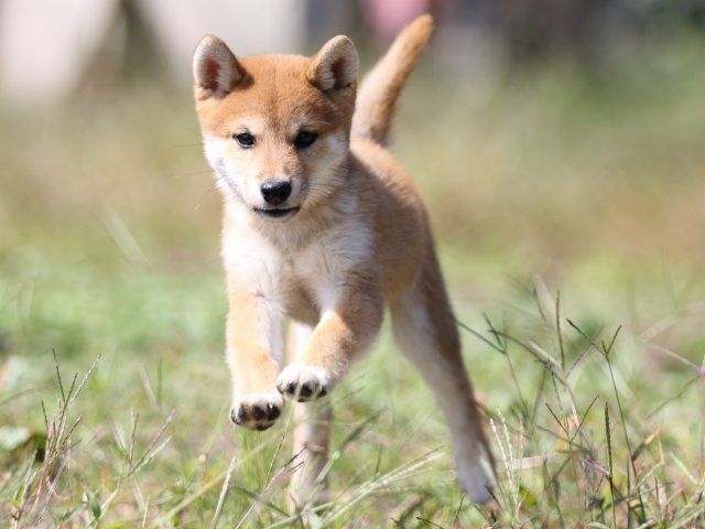 FP5A9348-puupy-shibainu FP5A9348-puupy-shibainu