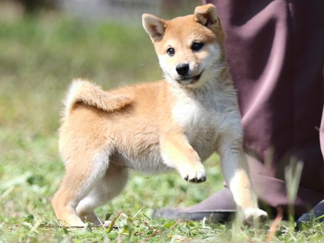 FP5A9359-puupy-shibainu FP5A9359-puupy-shibainu