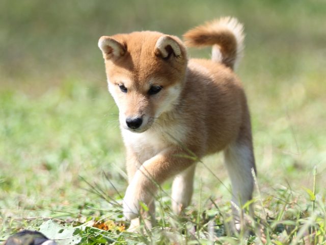 FP5A9364-puupy-shibainu FP5A9364-puupy-shibainu