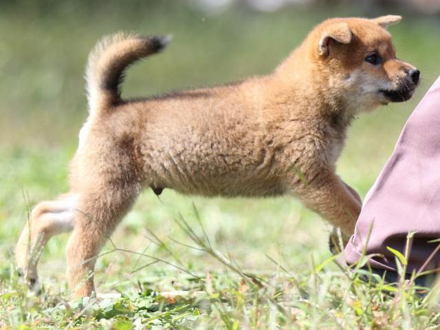 FP5A9379-puupy-shibainu FP5A9379-puupy-shibainu