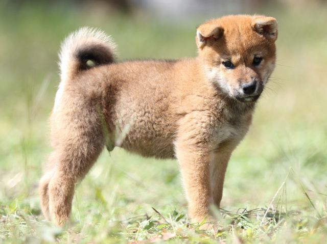 FP5A9399-puupy-shibainu FP5A9399-puupy-shibainu