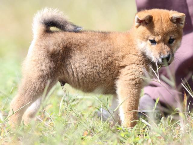 FP5A9409-puupy-shibainu FP5A9409-puupy-shibainu