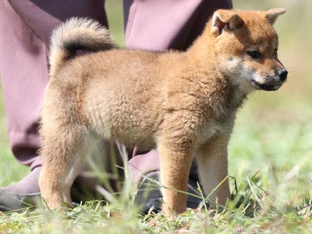 FP5A9413-puupy-shibainu FP5A9413-puupy-shibainu
