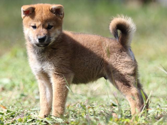 FP5A9419-puupy-shibainu FP5A9419-puupy-shibainu