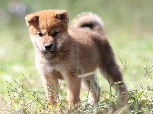 FP5A9433-puupy-shibainu FP5A9433-puupy-shibainu