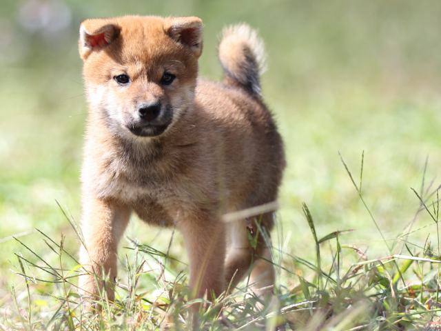 FP5A9435-puupy-shibainu FP5A9435-puupy-shibainu