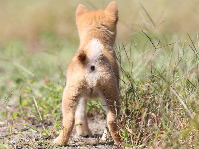 FP5A9460-puupy-shibainu FP5A9460-puupy-shibainu