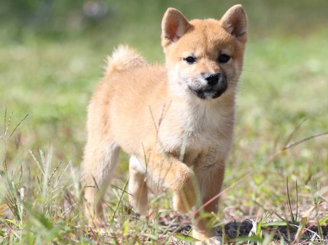 FP5A9462-puupy-shibainu FP5A9462-puupy-shibainu