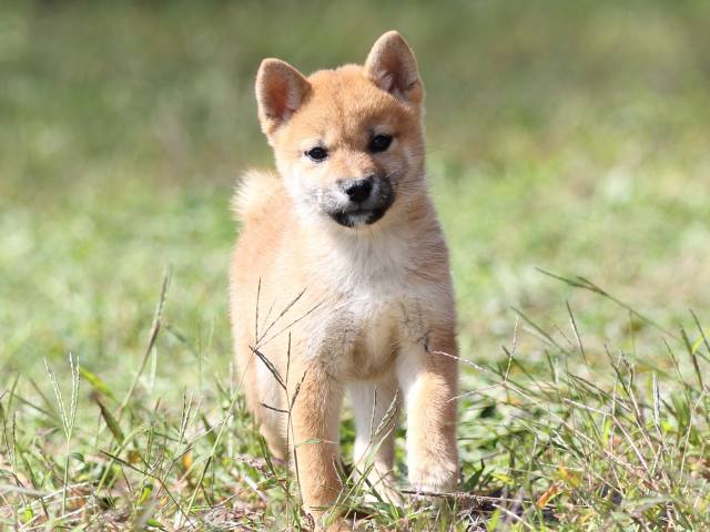 FP5A9472-puupy-shibainu FP5A9472-puupy-shibainu