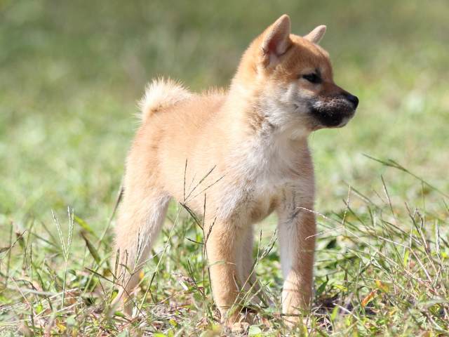 FP5A9473-puupy-shibainu FP5A9473-puupy-shibainu