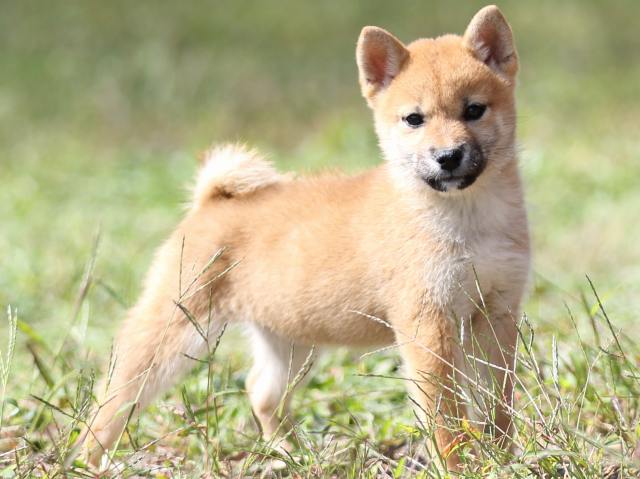 FP5A9478-puupy-shibainu FP5A9478-puupy-shibainu