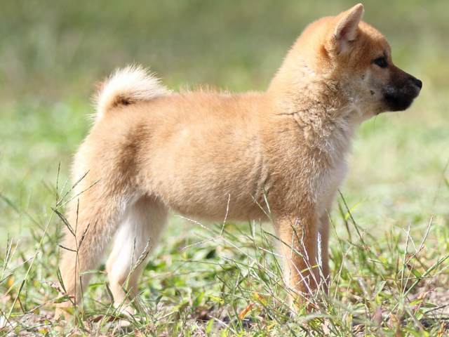 FP5A9483-puupy-shibainu FP5A9483-puupy-shibainu