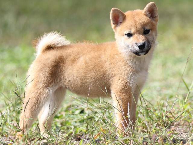 FP5A9484-puupy-shibainu FP5A9484-puupy-shibainu