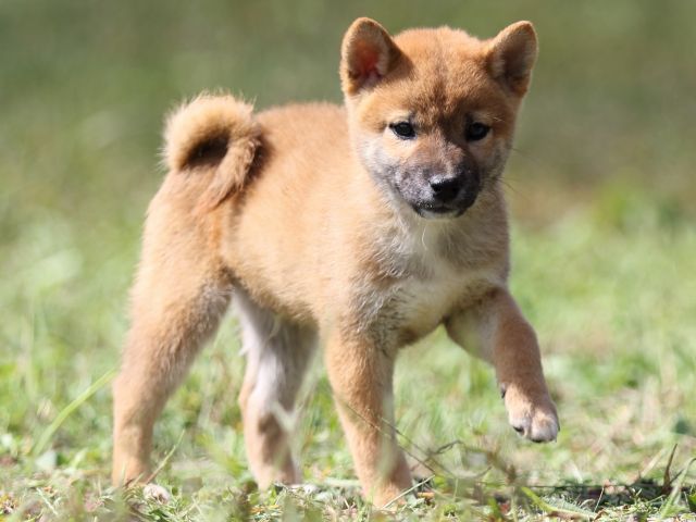 FP5A9514-puupy-shibainu FP5A9514-puupy-shibainu