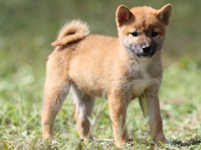 FP5A9517-puupy-shibainu FP5A9517-puupy-shibainu