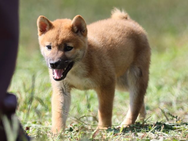 FP5A9525-puupy-shibainu FP5A9525-puupy-shibainu
