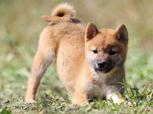 FP5A9529-puupy-shibainu FP5A9529-puupy-shibainu