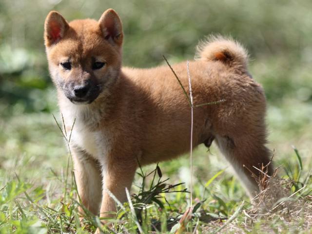 FP5A9552-puupy-shibainu FP5A9552-puupy-shibainu