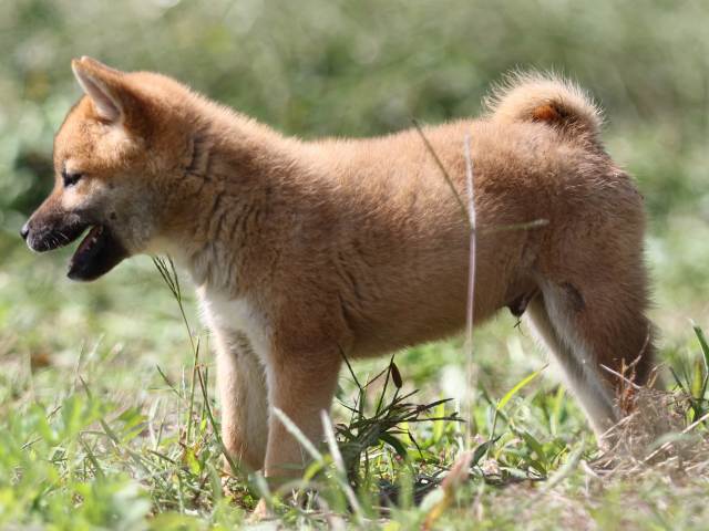 FP5A9558-puupy-shibainu FP5A9558-puupy-shibainu