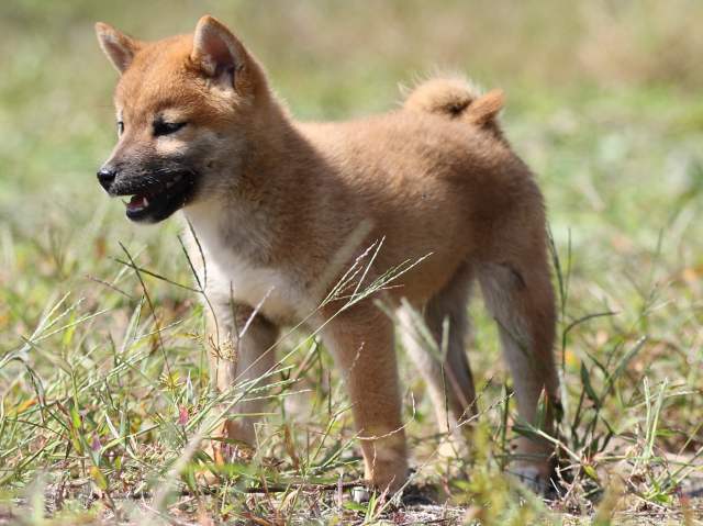 FP5A9565-puupy-shibainu FP5A9565-puupy-shibainu