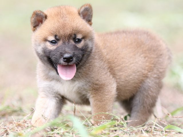 FP5A9640-puupy-shibainu FP5A9640-puupy-shibainu
