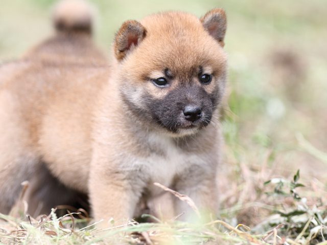 FP5A9656-puupy-shibainu FP5A9656-puupy-shibainu