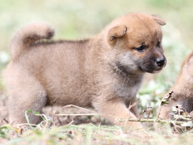FP5A9663-puupy-shibainu FP5A9663-puupy-shibainu