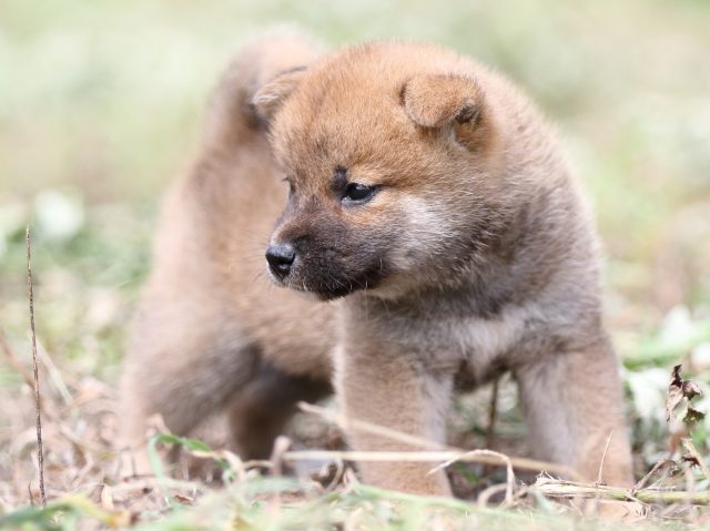 FP5A9667-puupy-shibainu FP5A9667-puupy-shibainu