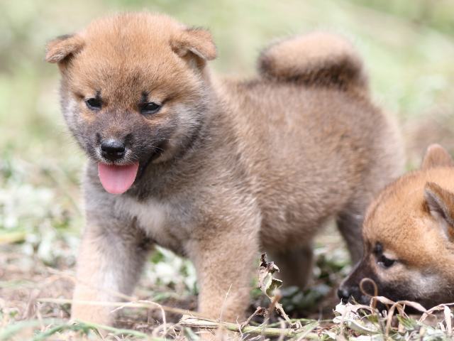 FP5A9675-puupy-shibainu FP5A9675-puupy-shibainu
