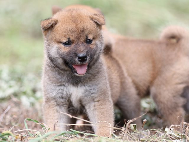 FP5A9695-puupy-shibainu FP5A9695-puupy-shibainu