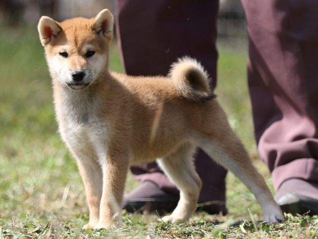 FP5A9698-puupy-shibainu FP5A9698-puupy-shibainu