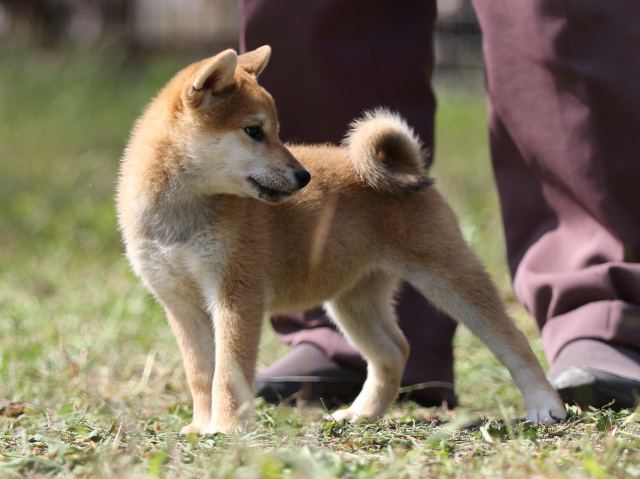 FP5A9703-puupy-shibainu FP5A9703-puupy-shibainu