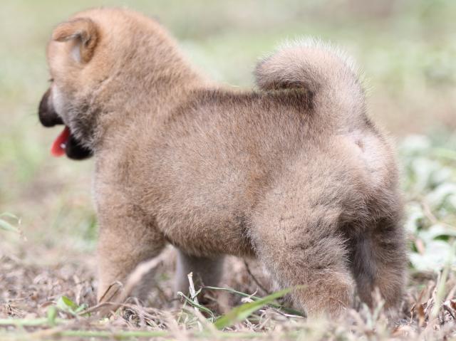 FP5A9705-puupy-shibainu FP5A9705-puupy-shibainu
