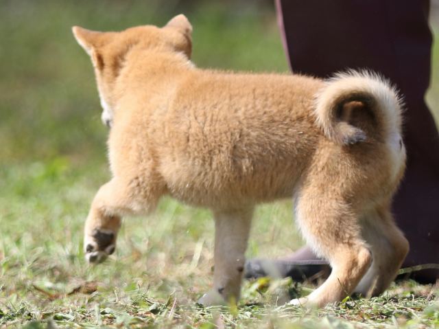 FP5A9707-puupy-shibainu FP5A9707-puupy-shibainu