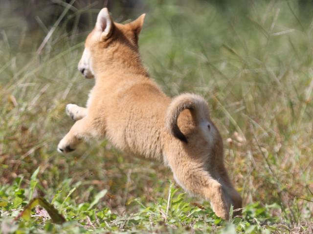 FP5A9714-puupy-shibainu FP5A9714-puupy-shibainu