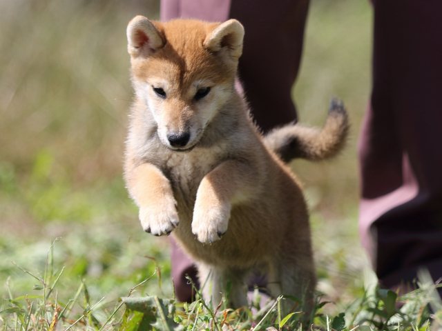 FP5A9722-puupy-shibainu FP5A9722-puupy-shibainu