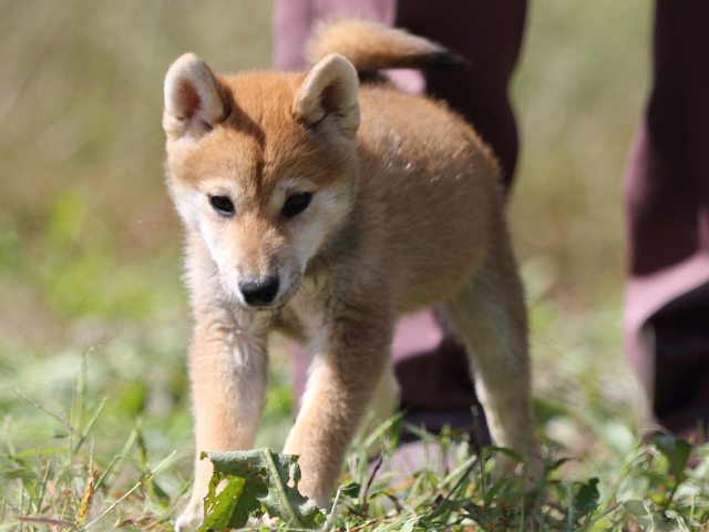 FP5A9723-puupy-shibainu FP5A9723-puupy-shibainu