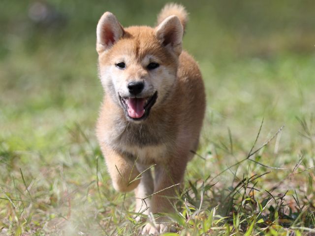 FP5A9744-puupy-shibainu FP5A9744-puupy-shibainu