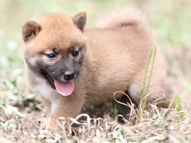 FP5A9746-puupy-shibainu FP5A9746-puupy-shibainu