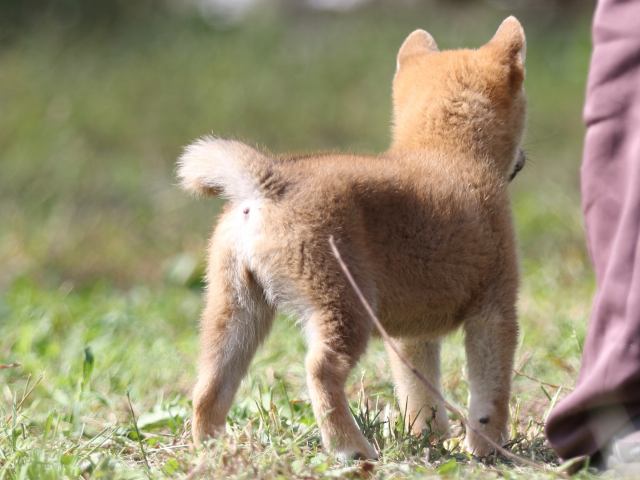 FP5A9749-puupy-shibainu FP5A9749-puupy-shibainu