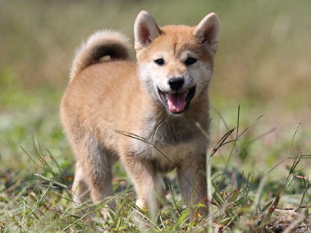 FP5A9757-puupy-shibainu FP5A9757-puupy-shibainu