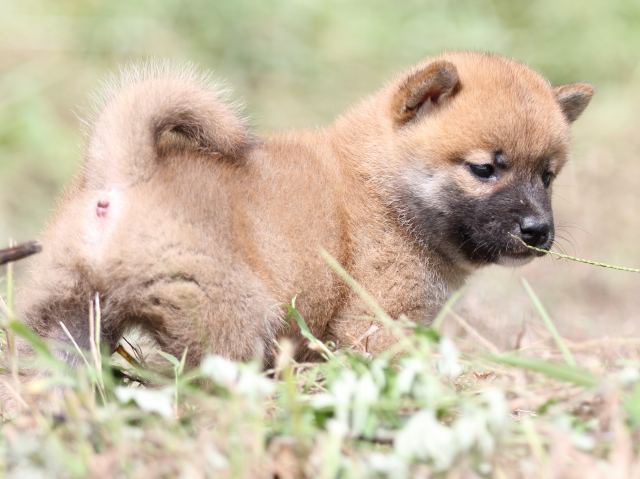 FP5A9769-puupy-shibainu FP5A9769-puupy-shibainu